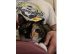 Noor, Domestic Shorthair For Adoption In Fort Worth, Texas