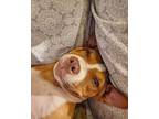 Piggy, American Pit Bull Terrier For Adoption In Sebastian, Florida