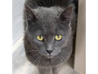 Scar Man, Domestic Mediumhair For Adoption In Ann Arbor, Michigan