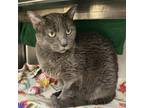 Pepper, Domestic Shorthair For Adoption In Carrollton, Texas