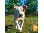 Doc, American Pit Bull Terrier For Adoption In Ann Arbor, Michigan