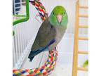 Aqua, Parrotlet For Adoption In Calgary, Alberta