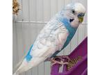 Ay Caramba, Budgie For Adoption In Calgary, Alberta