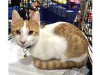 Kevin, Domestic Shorthair For Adoption In Rockville, Maryland