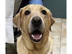 Duke, Labrador Retriever For Adoption In Troutdale, Oregon