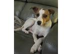 Bellamy, Jack Russell Terrier For Adoption In Sanford, Florida
