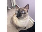 Zadie Allure, Siamese For Adoption In Chandler, Arizona