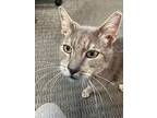 Bones Lovelaw, Domestic Shorthair For Adoption In Chandler, Arizona