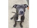 Everglades, American Pit Bull Terrier For Adoption In Crete, Illinois