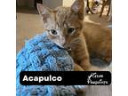 Acapulco, Domestic Shorthair For Adoption In Dallas, Texas