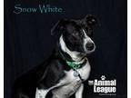 Snow White, Labrador Retriever For Adoption In Groveland, Florida