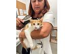 Catalope, Domestic Shorthair For Adoption In St Cloud, Florida