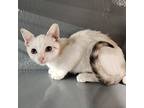 Janeway, Siamese For Adoption In St Cloud, Florida