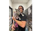 Nala, Domestic Shorthair For Adoption In St Cloud, Florida