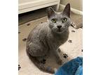 Pepper, Domestic Shorthair For Adoption In Orlando, Florida