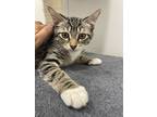 Kirk, Domestic Shorthair For Adoption In St Cloud, Florida