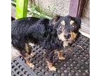 Bandit, Jack Russell Terrier For Adoption In Ridgeland, South Carolina