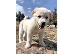 Russet, Retriever (unknown Type) For Adoption In Lafayette, Colorado