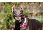 Sombra, Doberman Pinscher For Adoption In Greensboro, North Carolina