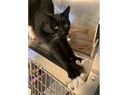 Hisston Churchill, Domestic Shorthair For Adoption In Seville, Ohio