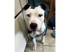 Houdini, American Pit Bull Terrier For Adoption In Deland, Florida