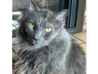 Grayson, Domestic Longhair For Adoption In Salem, Oregon