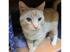Excel, Domestic Shorthair For Adoption In Richmond, Virginia