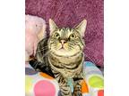 BUBBY Domestic Shorthair Adult Male
