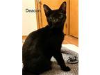 Deacon, Domestic Shorthair For Adoption In Cleveland, Ohio