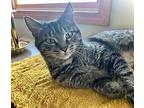 tilly*, Domestic Shorthair For Adoption In Rocky Hill, Connecticut