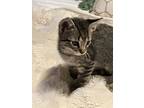 Jake Gyllenhaal, Domestic Shorthair For Adoption In Richardson, Texas