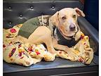 Astro, Labrador Retriever For Adoption In Larchmont, New York