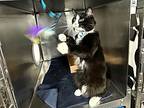 Kyng, Domestic Shorthair For Adoption In New York, New York