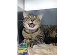 Manchester Domestic Shorthair Adult Male