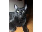 Molly, Domestic Shorthair For Adoption In Anoka, Minnesota