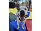 Indigo, Bull Terrier For Adoption In Chandler, Arizona