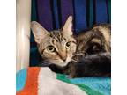 Fei, Domestic Shorthair For Adoption In Bingham Farms, Michigan