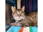 Alphonso, Domestic Shorthair For Adoption In Bingham Farms, Michigan