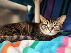 Ben, Domestic Shorthair For Adoption In Bingham Farms, Michigan