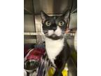 Aegon, Domestic Shorthair For Adoption In Orlando, Florida