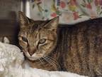 Olive, Domestic Shorthair For Adoption In Sanford, Florida