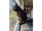 Mr. Perfectly Fine - Kitchener, Domestic Shorthair For Adoption In Kitchener