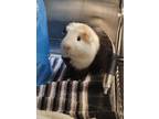Arnold, Guinea Pig For Adoption In Seattle, Washington