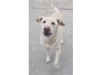 Pete, Labrador Retriever For Adoption In Knoxville, Iowa