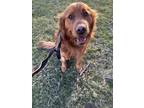 Cheddar Cheese, Golden Retriever For Adoption In Palatine, Illinois