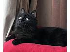 Murray, American Shorthair For Adoption In Plymouth, Michigan