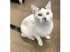 Ozzie, Domestic Shorthair For Adoption In Skokie, Illinois