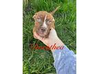 Dorothea, American Pit Bull Terrier For Adoption In Germantown, Ohio