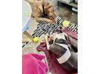 Weaver, American Pit Bull Terrier For Adoption In Germantown, Ohio