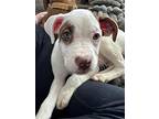 Augustine, American Pit Bull Terrier For Adoption In Germantown, Ohio